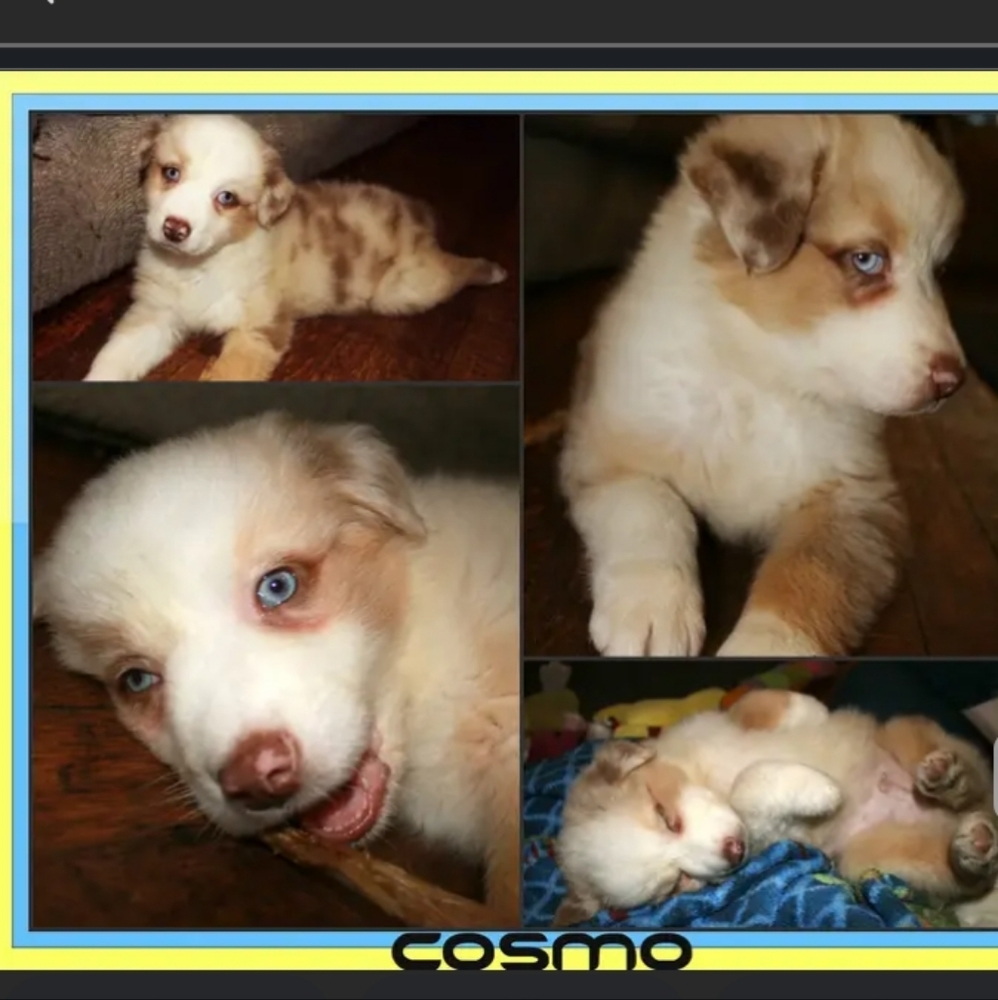 Please help Cosmo, aka "Big Happy" my red Merle aussie has cancer 😭🥺 - Picture 15 of 17